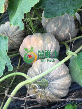 得雁南瓜1個