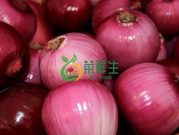 紅皮洋蔥500g