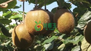 圖片 1