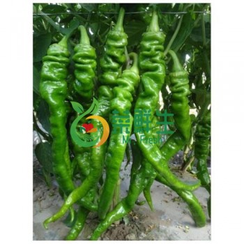 螺絲椒500g
