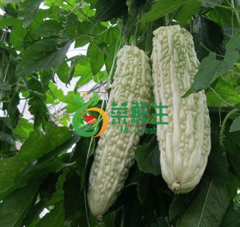 白珍珠瓜2個