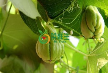 合手瓜2個