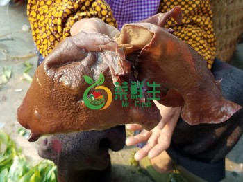 現采大木耳500g