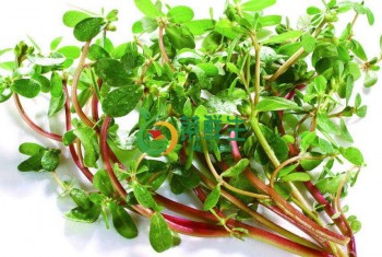 紅梗馬齒莧500g   
