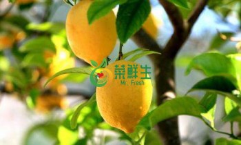 檸檬2個