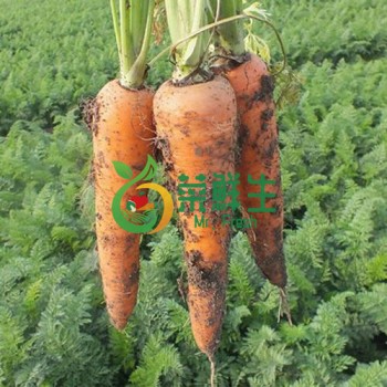 泥紅蘿蔔500g