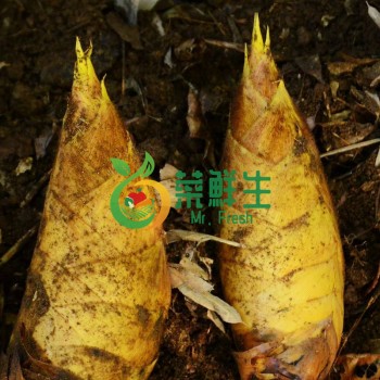 冬筍1500g