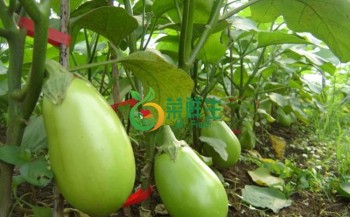 雞蛋茄1個