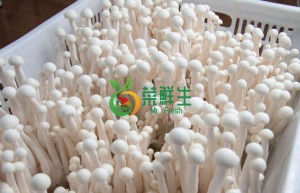 圖片 1