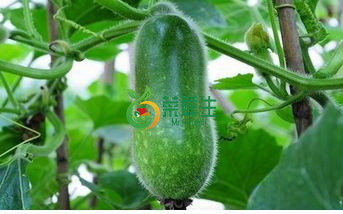 毛瓜2條