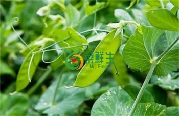 荷豆400克