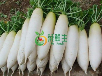 白蘿蔔1根
