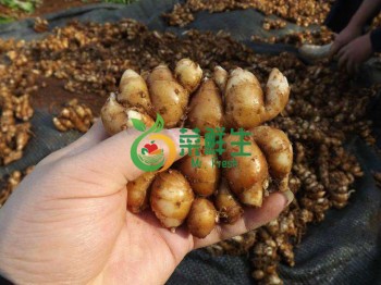 沙薑250g