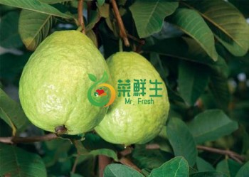 番石榴2個