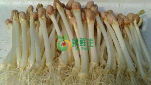 圖片 1