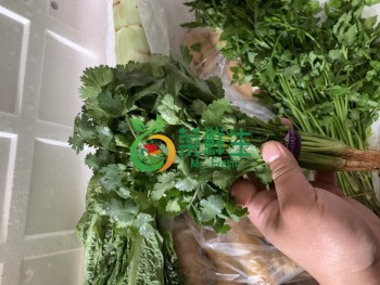 芫荽一扎
