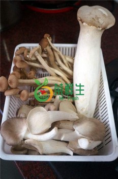 雜菇1份
