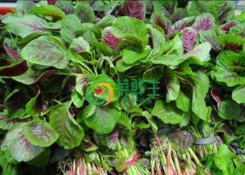 紅莧菜500g