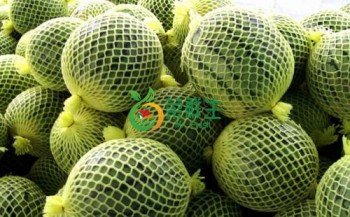 小鳳瓜1個