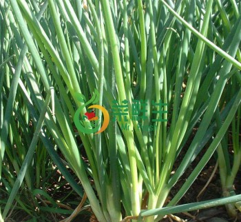 香蔥1扎