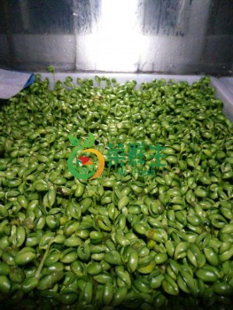 青豆芽500g