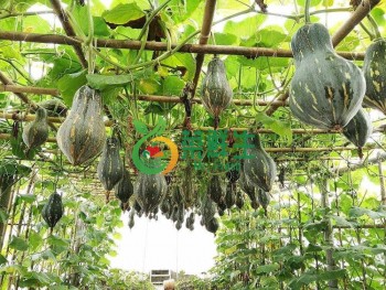 香芋南瓜1顆