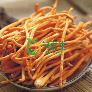 有機新鮮蟲草花500g