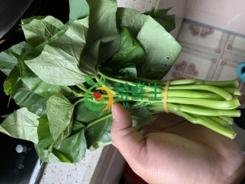 番薯苗500g