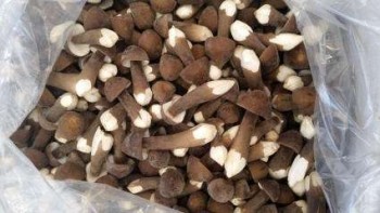 黑松茸250g