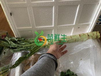 莴笋1條