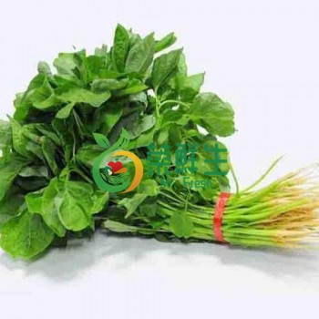 白莧500g