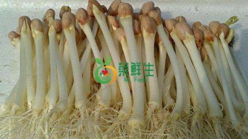 花生芽1包