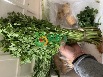 野水芹500g