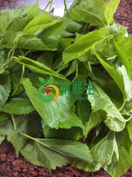 桑葉芽500g
