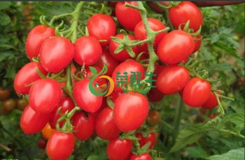 聖女果500g
