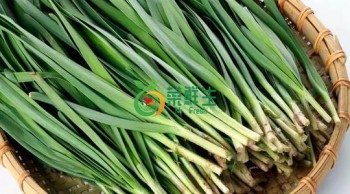 韭菜500g